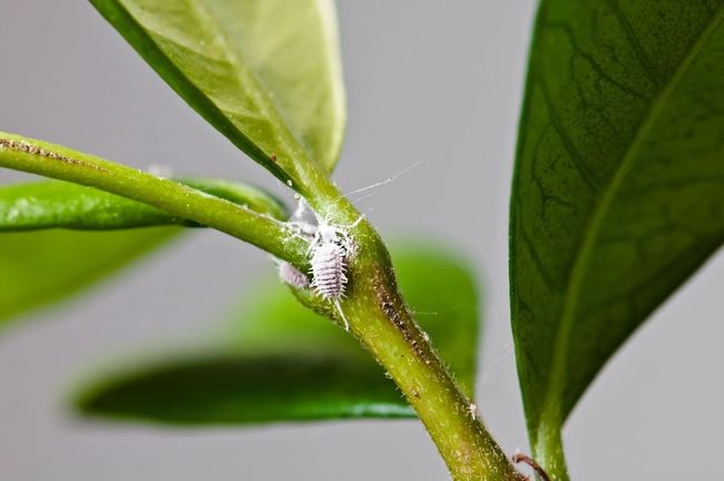 观赏植物病虫害详细用药指南教你7种基本的药剂使用技巧