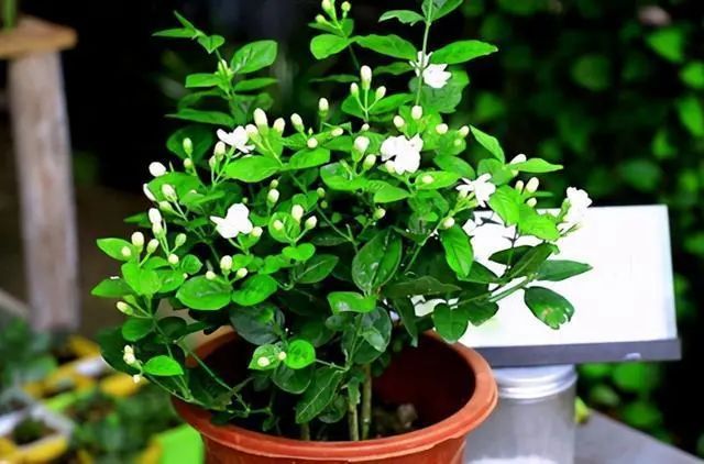 有所不知的茉莉花,当30天