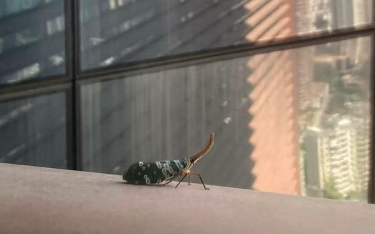 她从知名互联网企业离职后，用非虚构回顾大厂生态