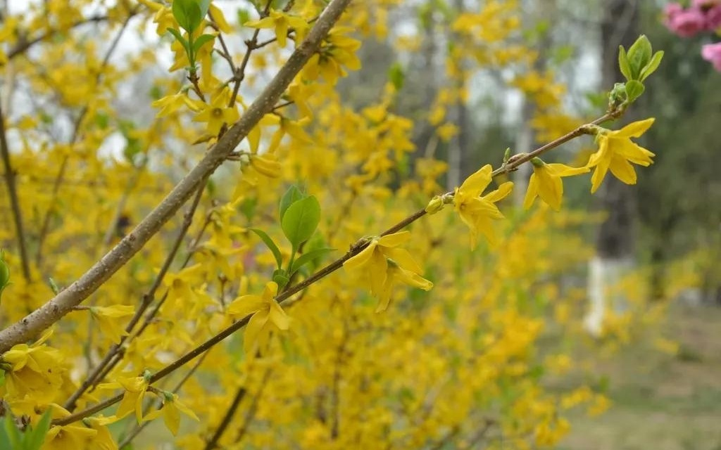 作家如何守住写作的灵魂？AI时代的手工温度