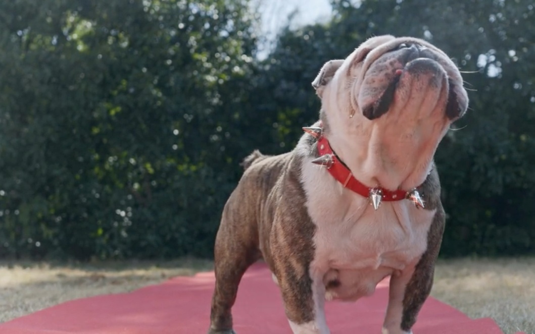 专访｜当AI开始理解一条狗：一位00后创业者如何切入美国训犬市场？