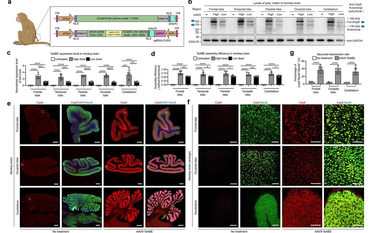 《自然》发表中国研究成果：修复大脑里一个“错字” 孤独症小鼠恢复了正常