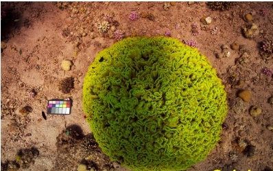 NeurIPS 25开新坑：145万个图文对，覆盖八种主流水下理解任务