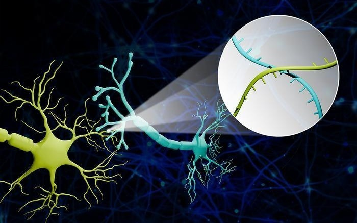 小鼠大脑神经元完整连接图谱绘成