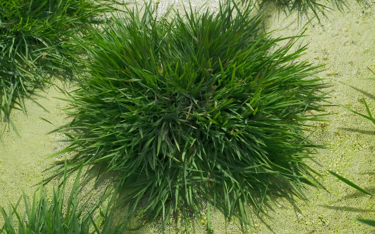 一种多收！我国科学家培育出多年生“长寿水稻”