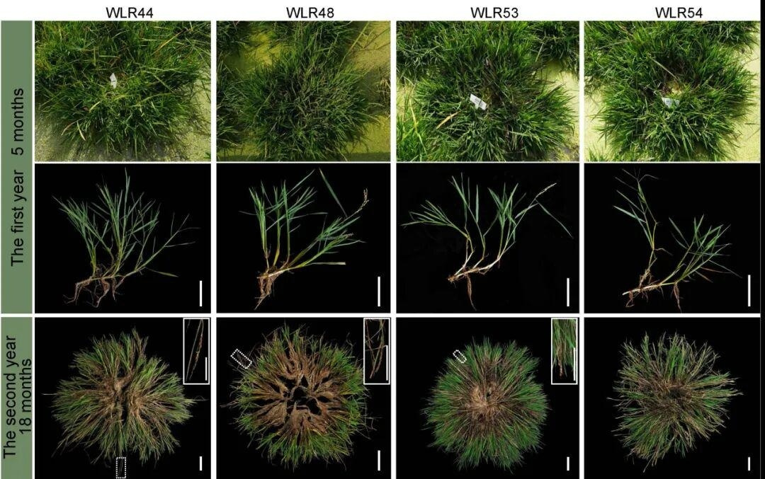 未来收水稻会像采果子？中国科学家破解水稻“多年生”关键