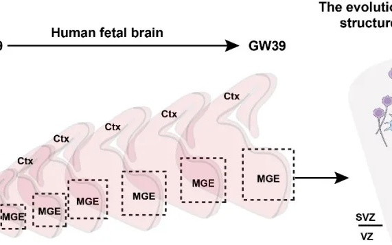 清华破解人脑“刹车”神经元生成之谜，发现灵长类特有神经干细胞
