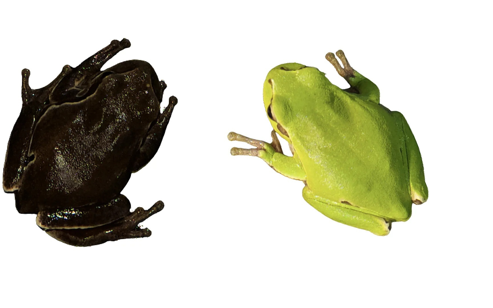 切尔诺贝利的神秘真菌可“吃辐射”？若被证实，或成未来宇航员的“生物护盾”