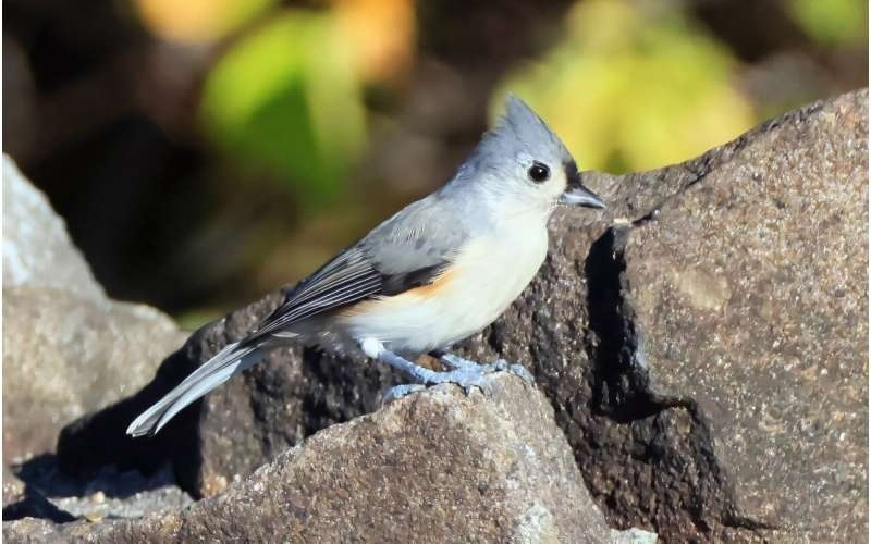 大规模研究证实：人为噪音严重影响全球鸟类行为