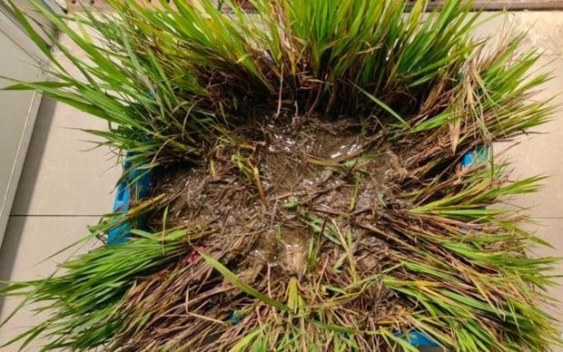 视频|水稻“返老还童”！上海科学家破解长寿密码，成果登《科学》封面