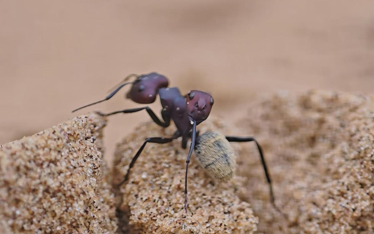 骁龙影像，去往「未至之境」