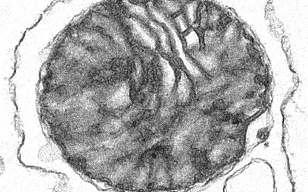 我国科学家开发线粒体移植新技术