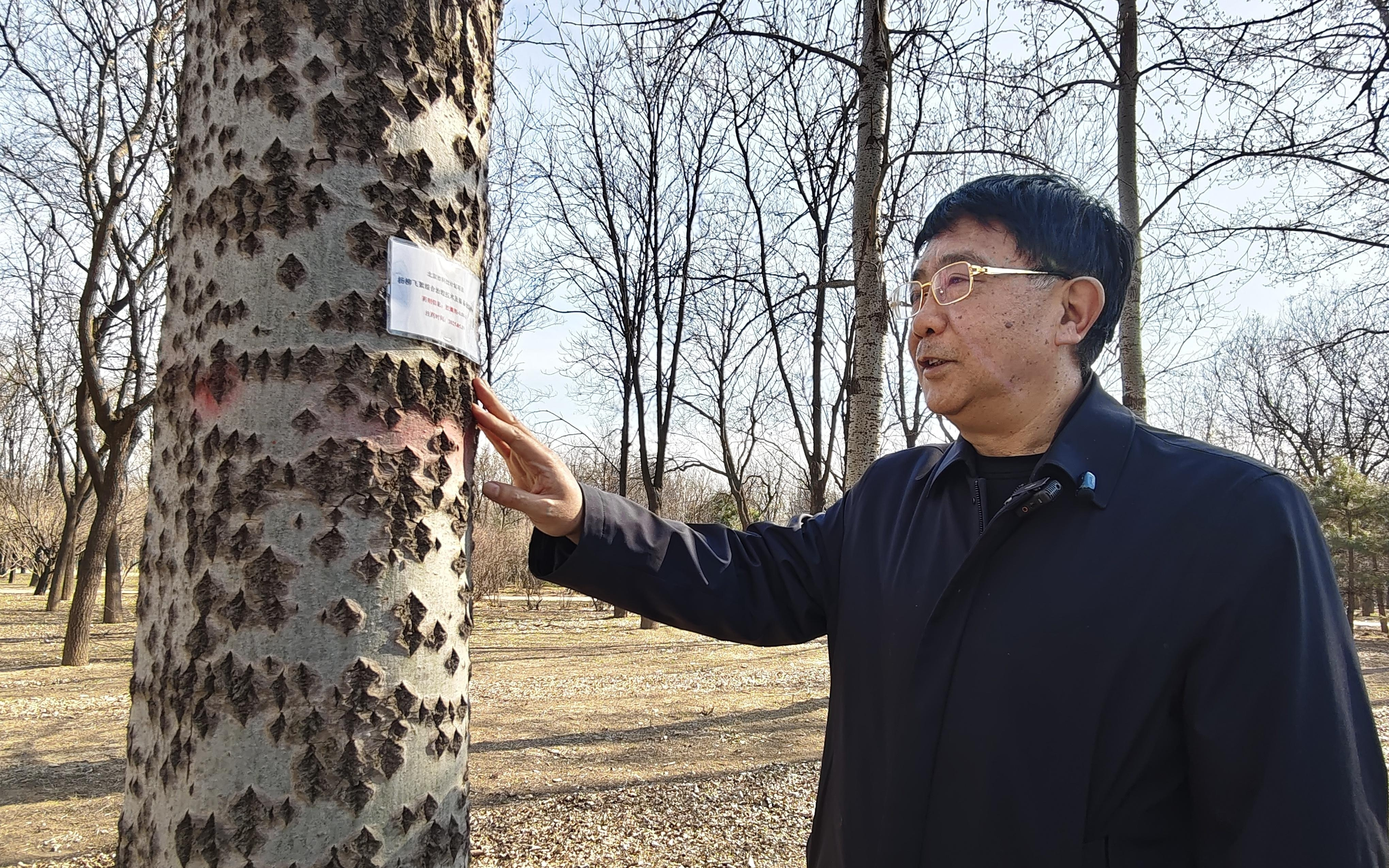 杨柳树用上“护发素” 飞絮两年不“炸毛”