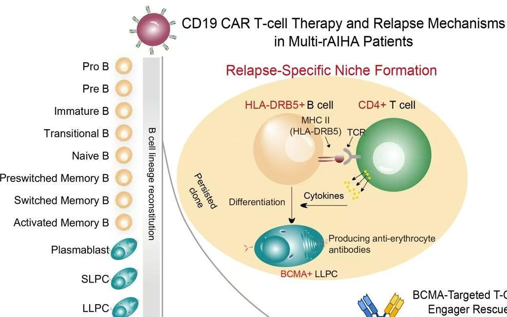 我国科研人员在细胞与基因治疗领域取得新突破