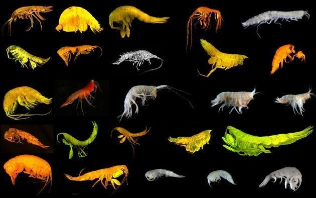 太平洋发现24种新物种