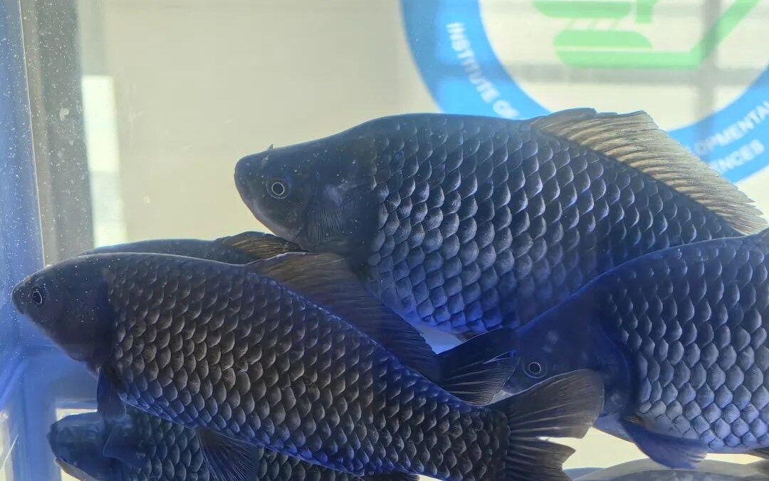 吃鱼挑刺难？无刺鲫鱼有望被端上餐桌