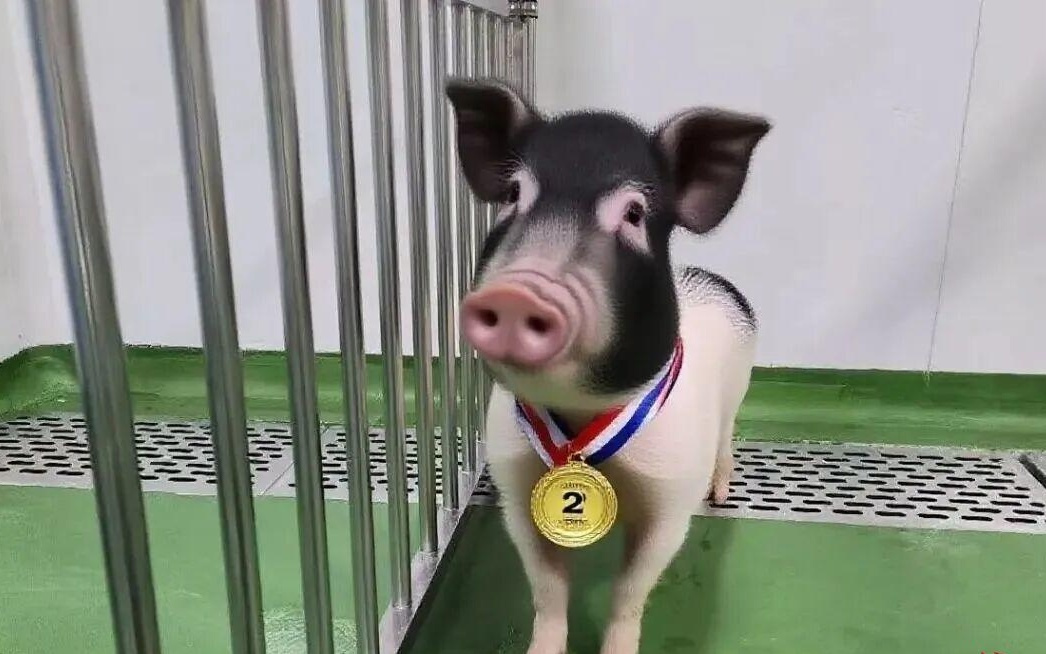 全球首例原位全肝+双肾成功异种移植！成都企业提供核心助力
