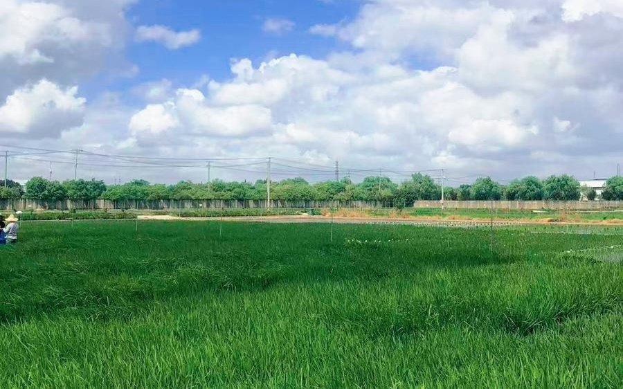 38℃连续31天！上海这片水稻照常高产，背后研究登上《细胞》