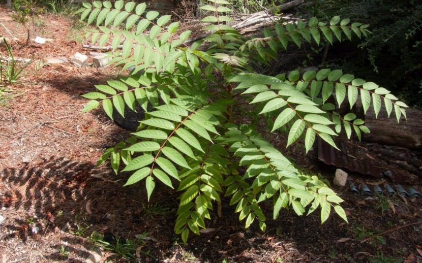 大“椿”!你要干什么!|博览日报