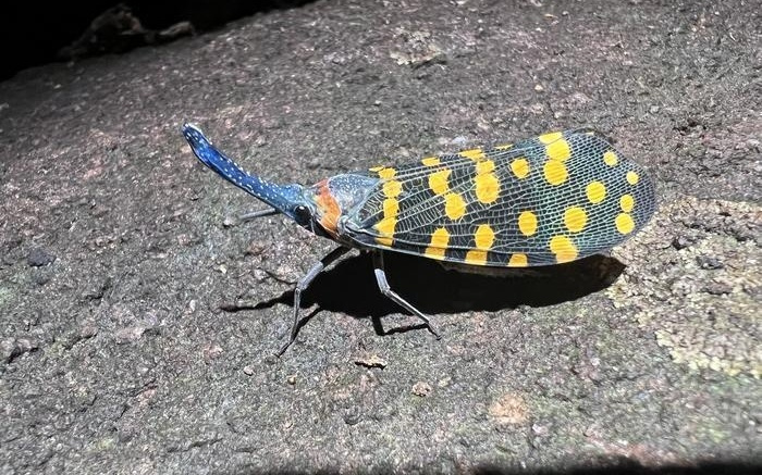 新物种发现速度超以往任何时期