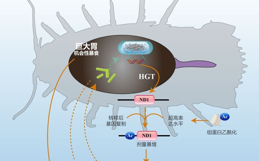 我科学家找到深海水虱抗饿的绝招