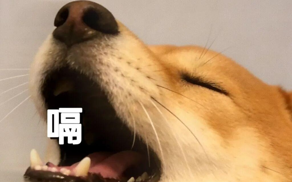 像这样真正有用的科技，球球2026年再多来点儿