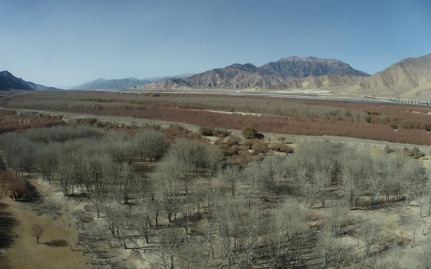 科学与健康｜青藏高原咋种树？雌雄互补，菌肥增效