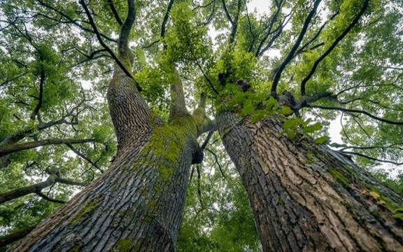 孙婕妤:寻找香樟树
