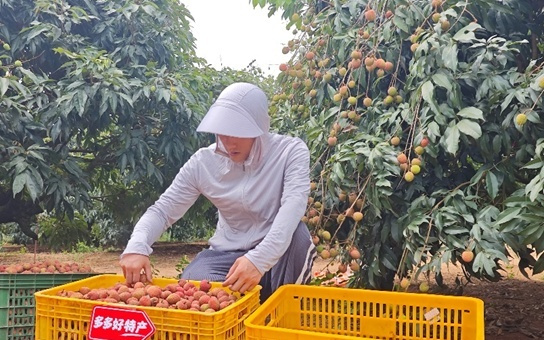 拼多多发布《2025农产品上行半年报》：“多多好特产”加码扶持农货商家，农产品销量同比增长47%