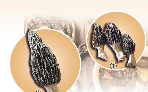 “上过天”的菌子，就是不一般（唠“科”）