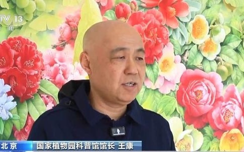 随处可见的银杏为何是国家重点保护植物？听专家为你解读