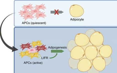 人到中年易“发福”？新陈代谢 ：这锅我不背