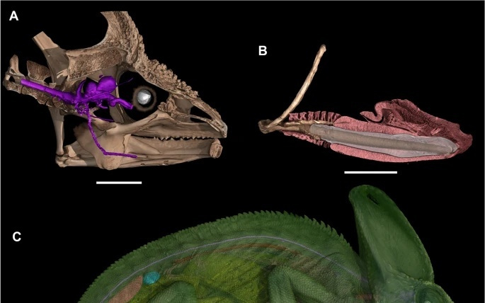 科學家破解變色龍兩千年來“獨立轉動雙眼”的近360°視覺謎題
