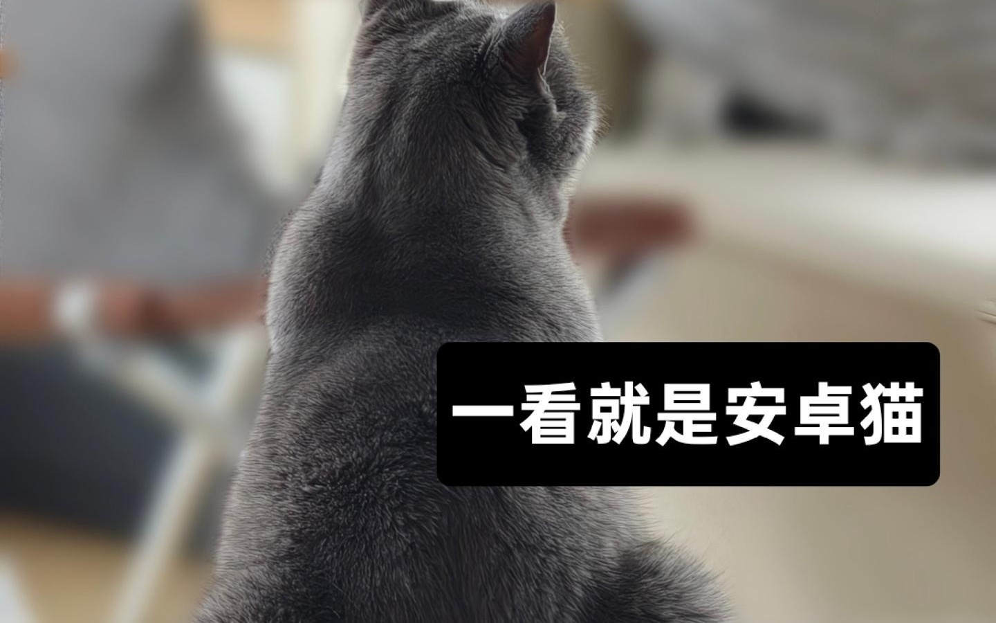 OPPO 陈希：总有人想为安卓用户打上思想钢印来形成意识的优越性