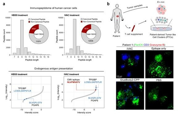 北大团队巧施“特洛伊木马”行动，取得癌症疫苗新突破