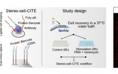 国产细胞组学 Stereo-cell 技术突破，被誉为“生命浑天仪”