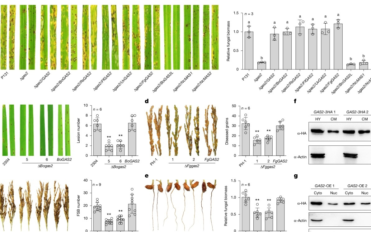 我国科研团队找到培育“广谱抗病”水稻新办法