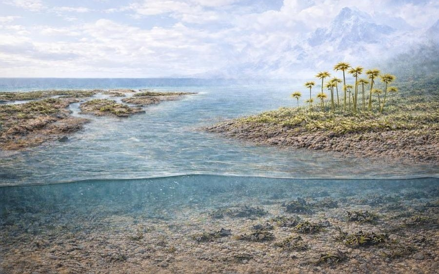 我国科研团队新发现：4亿多年前早期植物已在陆地大规模扩张