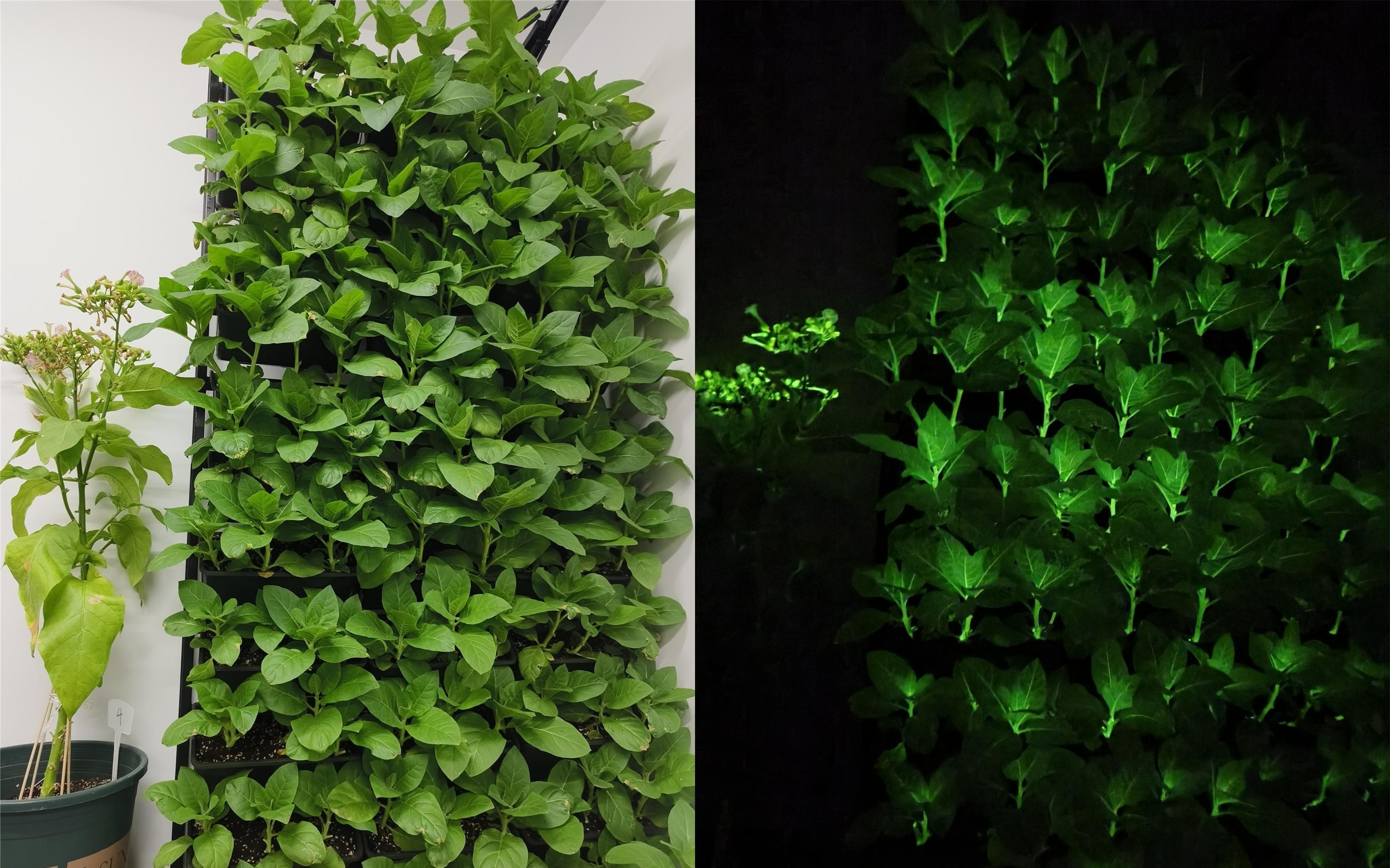 中关村论坛现“自发光植物”:基因编辑技术让植物发光,向日葵89.9元/5株