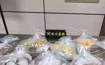 全球首例!广西一团队完成人体猪肝猪肾联合移植:手术受体是一名53岁脑死亡男性,该技术仍处于亚临床研究阶段