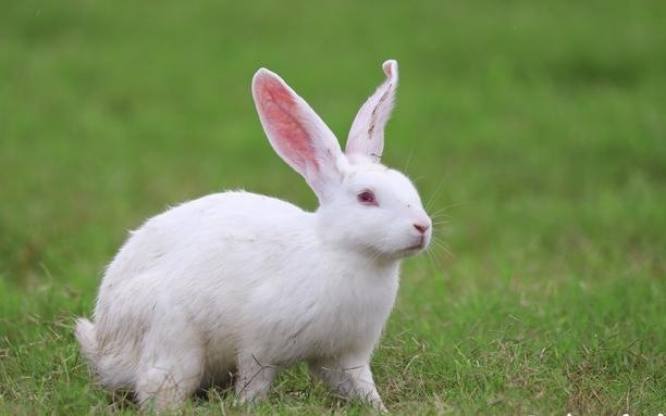 玉兔、麋鹿、猫头鹰……月球表面藏着个“动物园”