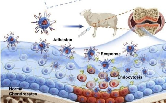 为关节炎患者带来希望！上海科学家“偷师”病毒，让药物精准找到病变细胞