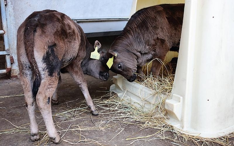 瞭望 | 技术镜像下的伦理校准