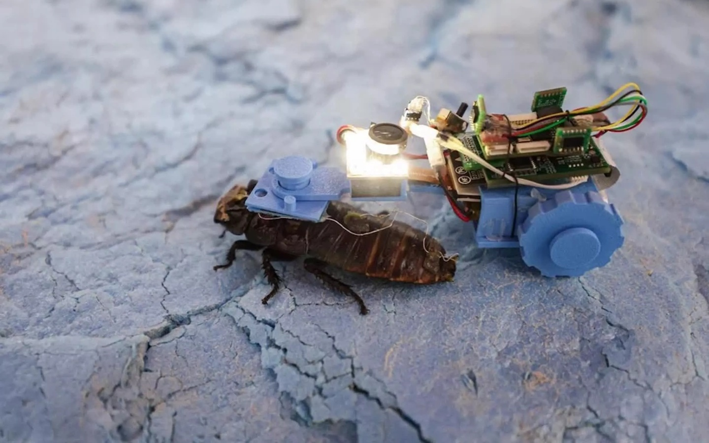 新加坡南洋理工大学研制出“半机械蟑螂”，可用来检测下水道