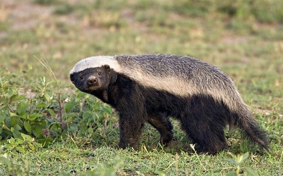 新闻联播“提前剧透”,上海自研AI芯片紧追英伟达,“国模国芯”成新趋势