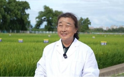 “吉林大米十大制米工匠”林秀云：以科研匠心铸就吉林大米品质传奇