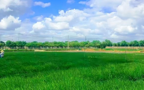 高温天农作物没地儿躲，院士团队“挖潜”找到俩关键基因，天再热也能稳产了！