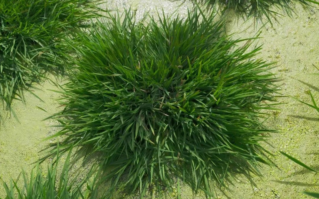 让水稻“返老还童”！中国科学家找到关键基因