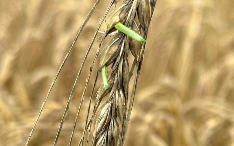 青稞萌芽最勤,江南大麦偏懒?大麦中休眠基因“闹钟”被破解