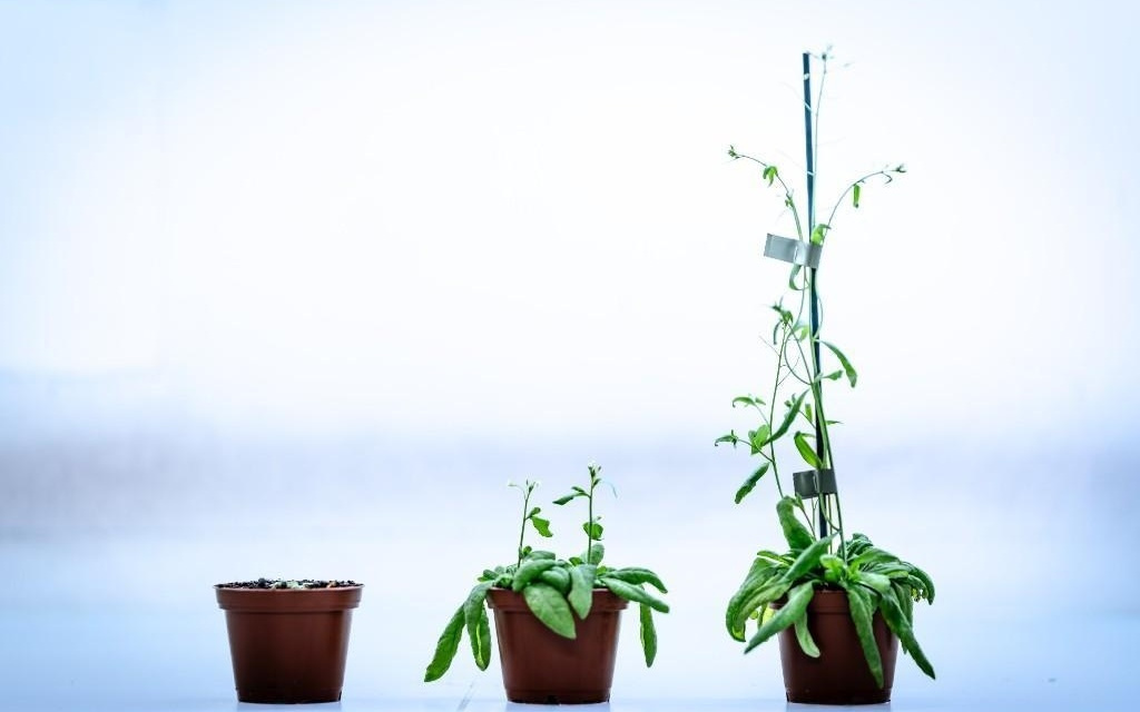 环腺苷酸在植物中进化出两种不同功能